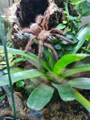 Vogelspinnen mit Terrarien Komplettangebot! Bild 3