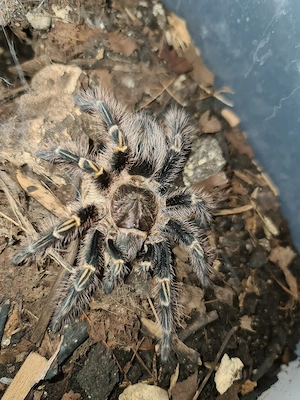Vogelspinnen mit Terrarien Komplettangebot! Bild 4