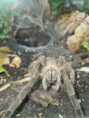 Vogelspinnen mit Terrarien Komplettangebot! Bild 2