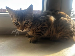 Bengal Katze 