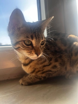  Bengal Katze Weibchen 