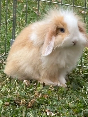 Lionlop Mm Kaninchen Zwergwidder 