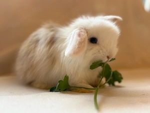 Lionlop Mm Kaninchen Zwergwidder 