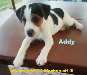 Parson ( Jack ) Russell Terrier Welpen zu verkaufen !