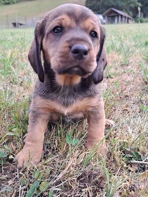 Jagdhunde Bracken