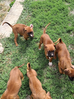 Boxer Welpen 
