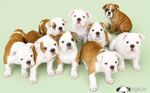 Gesunde Reinrassige Englische Bulldogge Welpen