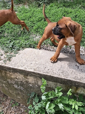 Boxer Welpen 