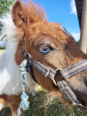 Mini Shetty Fohlen 