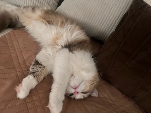 katze 8 Monate alt