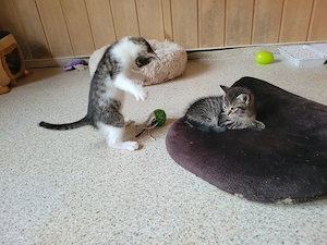 2 Babykätzchen abzugeben