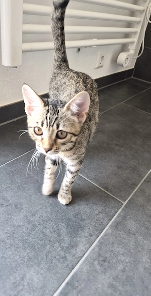 Bengal Mix baby  Weibchen zu verkaufen