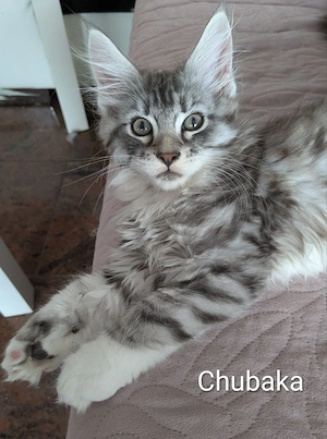reinrassige Maine Coon Kitten 