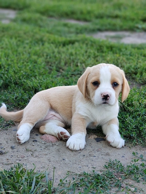 Kräftige Cane Corso Beagle Mix Hündinnen Welpen