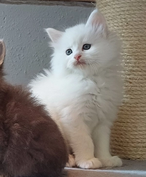  Norweger Waldkatzen Kitten 