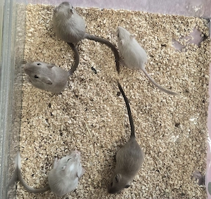 Rennmäuse, Weibchen, Zobel, siam Marder schecke, Mäuse, maus