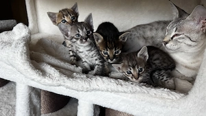 Rassetypische Savannah Kitten