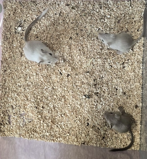 Rennmäuse, Männchen, schecke siam Marder, Mäuse 