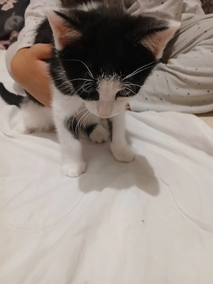 Baby Kater