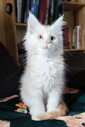 Maine Coon Kitten (Patty Foot XL) suchen neuen Kletterbaum