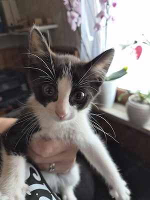12 Wochen junges Kitten ( weibchen )