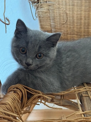 BKH Reinrassige Kitten