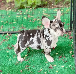 Französische Bulldoggen-Welpen 
