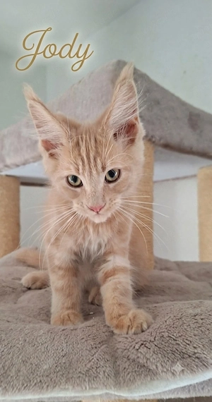 Typvolle Maine Coon Kitten mit Stammbaum