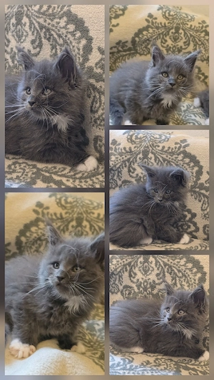 5 maine coon kitten geb am  