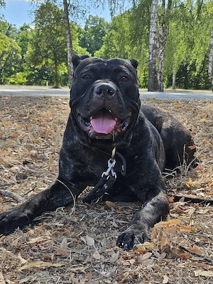 Cane Corso Hündin 