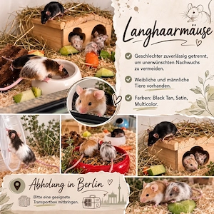 Mäuse Langhaar Farbmaus 