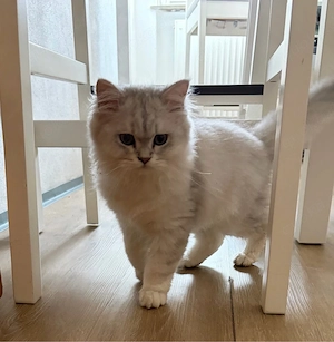 Blh Kater 