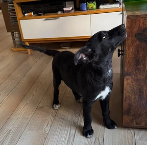 Daphne, freundlicher Welpe sucht neues Zuhause