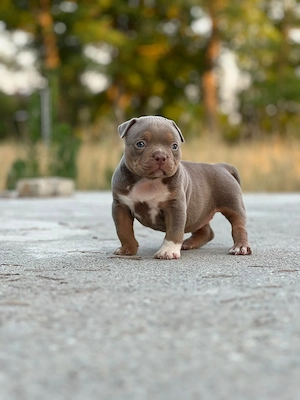 American Bully Welpe