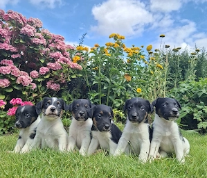 Foxterrier Terrier Welpen