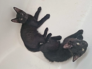 Kitten suchen neues Zuhause 