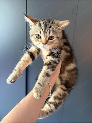 BKH x Perser  Kater 