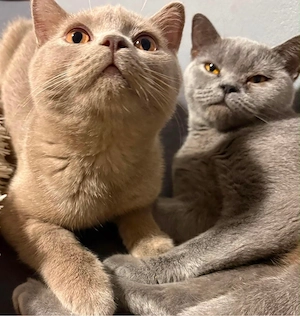 BKH Kitten lilac