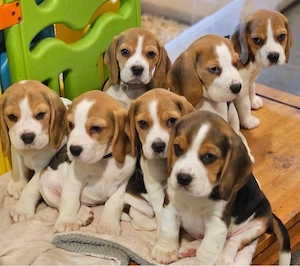 Beagle welpen