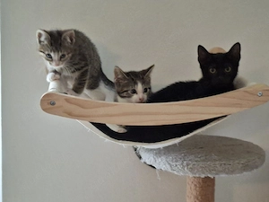 Europäisch kurzhaar Kitten, alles weibchen