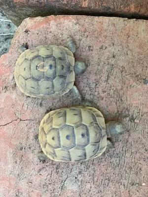 Maurische Landschildkröten NZ 08 2025 Testudo graeca