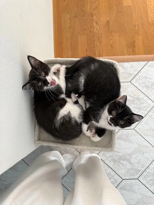 Drei süße Katzenmädchen suchen ein liebevolles Zuhause