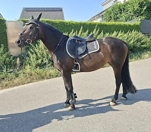  Schicke Kompakte Reitpony  Stute