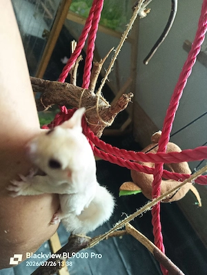 Handzahme Sugar Glider Jungtiere 