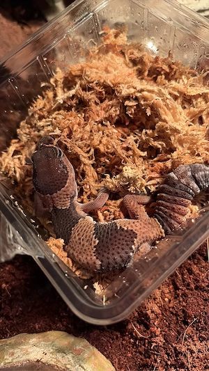 Afrikanischer Fettschwanzgecko mit Terrarium