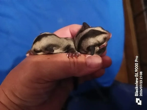 Sugar Glider Babys 