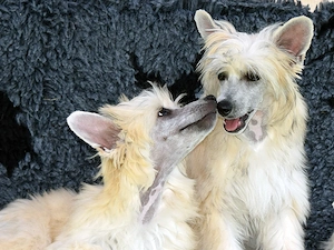Chinese Crested Dog