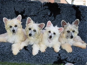Chinese Crested Dog
