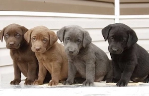 labrador Retriever welpen