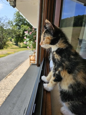 Europäische Kurzhaarkatze Glückskätzchen